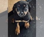 Small Photo #4 Rottweiler Puppy For Sale in SUN CITY, AZ, USA