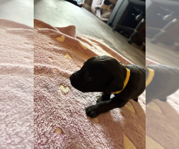 Medium Photo #12 Dutch Shepherd -Golden Retriever Mix Puppy For Sale in LAS VEGAS, NV, USA