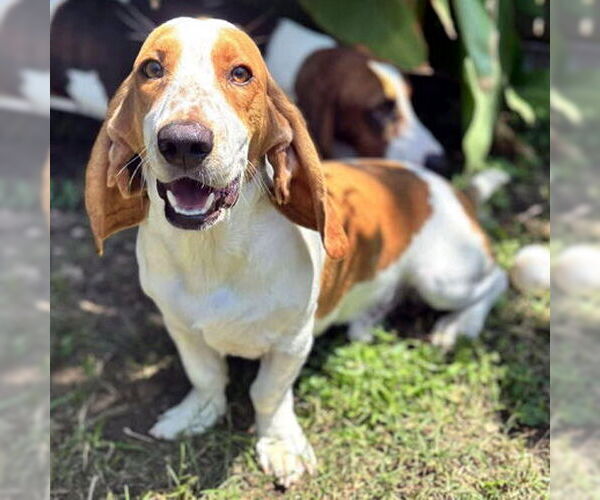 Medium Photo #1 Basset Hound Puppy For Sale in Deepwater, NJ, USA