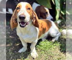 Small Basset Hound