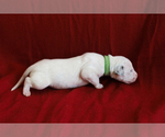 Small Photo #12 Dalmatian Puppy For Sale in KATY, TX, USA