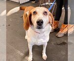 Small Photo #12 English Foxhound-Unknown Mix Puppy For Sale in Canton, CT, USA