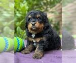 Small Photo #12 Miniature Bernedoodle Puppy For Sale in DUNDEE, OH, USA