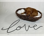 Small Photo #30 Goldendoodle Puppy For Sale in ABILENE, TX, USA