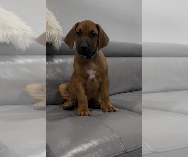 Medium Photo #3 Rhodesian Ridgeback Puppy For Sale in LEHIGH ACRES, FL, USA