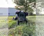 Small #6 Borador