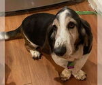 Small #1 Basset Hound