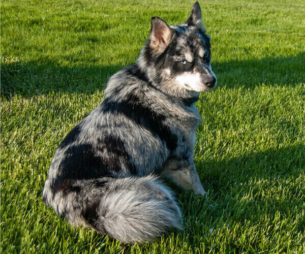 Medium Photo #1 Pomsky Puppy For Sale in BUTLER, PA, USA