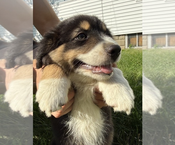 Medium Photo #11 Australian Shepherd Puppy For Sale in CHESTERFIELD TOWNSHIP, MI, USA