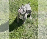 Puppy Puppy 4 French Bulldog