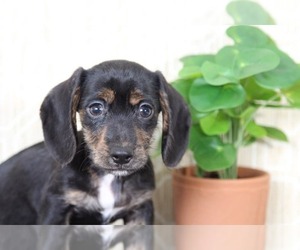 Dachshund Puppy for sale in EL CAJON, CA, USA