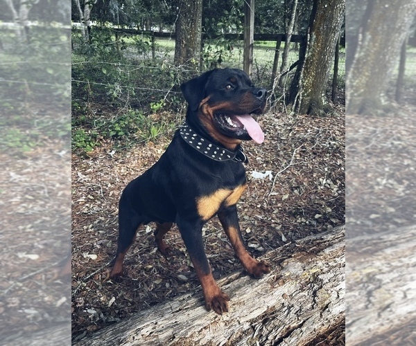 Medium Photo #1 Rottweiler Puppy For Sale in ZEPHYRHILLS, FL, USA