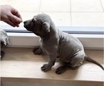 Small Photo #7 Thai Ridgeback Puppy For Sale in MANHATTAN, NY, USA