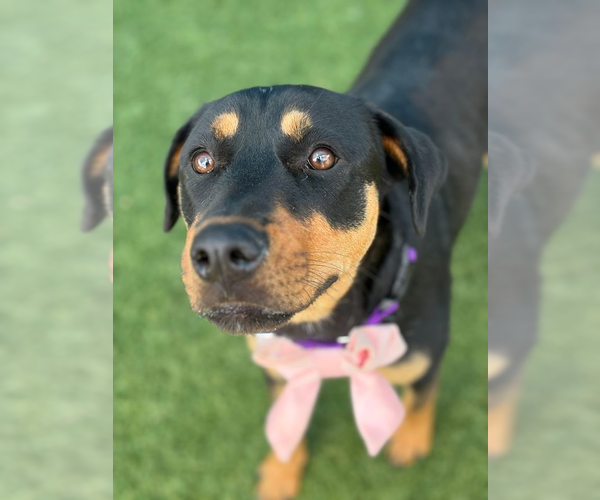 Medium Photo #2 Rottweiler Puppy For Sale in Hillsboro, NH, USA