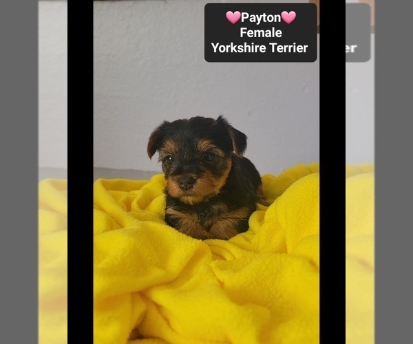 Medium Photo #3 Yorkshire Terrier Puppy For Sale in TUCSON, AZ, USA