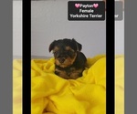 Small #2 Yorkshire Terrier