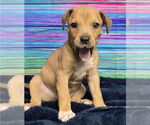 Small #2 American Pit Bull Terrier-Catahoula Leopard Dog Mix