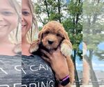 Small Photo #1 Goldendoodle Puppy For Sale in TOLEDO, OH, USA