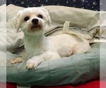 Small #9 Maltese
