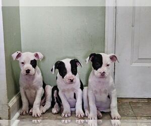 Bullboxer Pit Puppy for sale in HAGERSTOWN, MD, USA