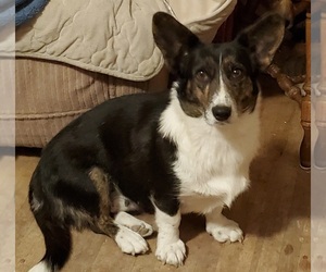 Mother of the Welsh Cardigan Corgi puppies born on 11/23/2022