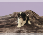 Small #3 Shih Tzu