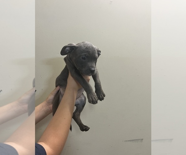 Medium Photo #4 American Bully Puppy For Sale in MACON, GA, USA