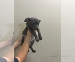 Small Photo #4 American Bully Puppy For Sale in MACON, GA, USA