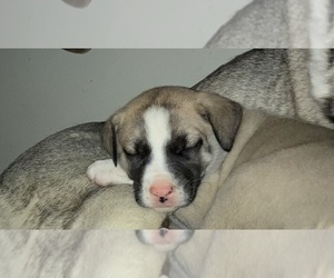 American Pit Bull Terrier-Siberian Husky Mix Litter for sale in BEDFORD, NH, USA