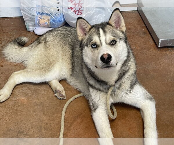 Medium Photo #2 Siberian Husky-Unknown Mix Puppy For Sale in Bolivar, MO, USA