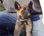 Puppy F3 Belgian Malinois