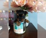 Small Photo #11 Yorkshire Terrier Puppy For Sale in SEYMOUR, IN, USA