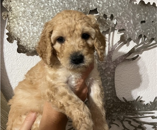 Medium Photo #1 Goldendoodle Puppy For Sale in FRESNO, CA, USA