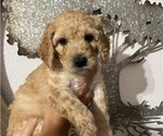 Puppy Puppy 1 Daisy Goldendoodle