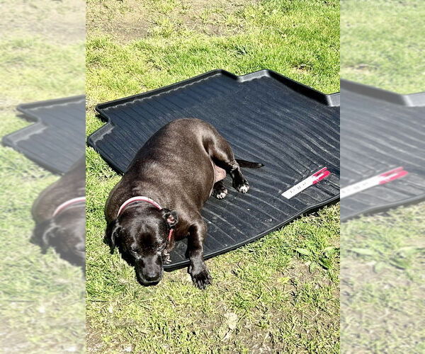 Medium Photo #3 American Staffordshire Terrier-Labrador Retriever Mix Puppy For Sale in Brewster, NY, USA