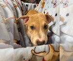 Small Photo #10 Mutt Puppy For Sale in Wenonah, NJ, USA