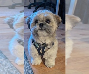 Shih Tzu Dogs for adoption in Westwood, NJ, USA