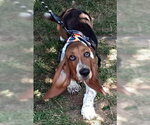 Small #2 Basset Hound