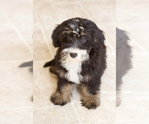Miniature Bernedoodle Puppy for sale in MILWAUKEE, WI, USA