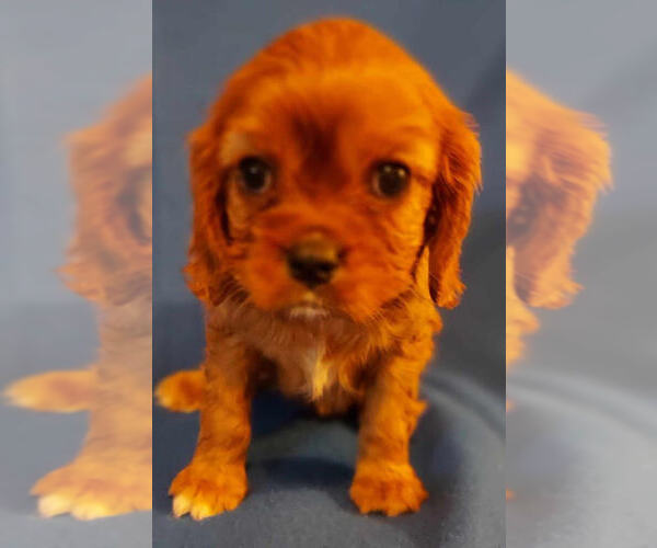 Medium Photo #1 Cavalier King Charles Spaniel Puppy For Sale in BEAVER DAM, WI, USA