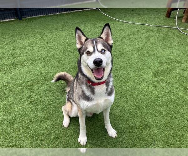 Medium Photo #2 Siberian Husky Puppy For Sale in Orange, CA, USA