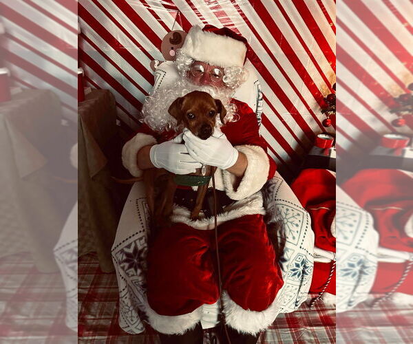 Medium Photo #9 Chihuahua-Unknown Mix Puppy For Sale in Foristell, MO, USA