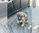 Small #1 Huskies -Labrador Retriever Mix