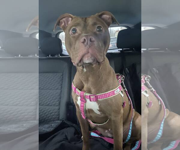 Medium Photo #6 American Pit Bull Terrier Puppy For Sale in Rockville, MD, USA