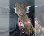 Small #5 American Pit Bull Terrier