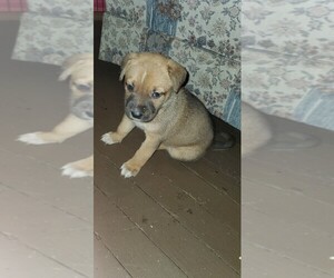 American Pit Bull Terrier-German Shepherd Dog Mix Puppy for sale in TERRE HAUTE, IN, USA