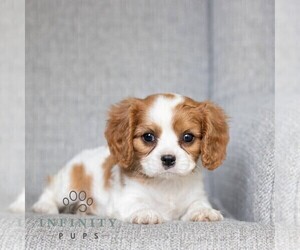 Cavalier King Charles Spaniel Puppy for sale in NARVON, PA, USA