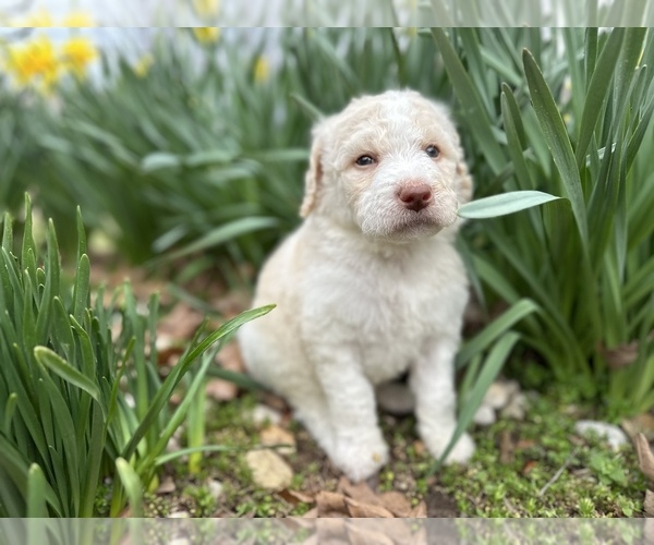 Medium Photo #3 Poodle (Standard) Puppy For Sale in MUSKOGEE, OK, USA