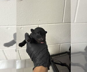 German Shepherd Dog-Unknown Mix Dogs for adoption in San Bernardino, CA, USA