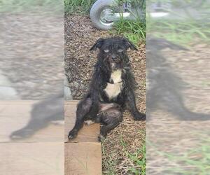 Mutt Dogs for adoption in San Antonio, TX, USA